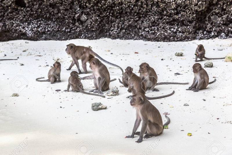 Monkey Beach Phi Phi