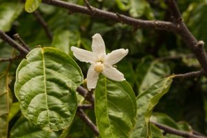 Rosita de Cacao