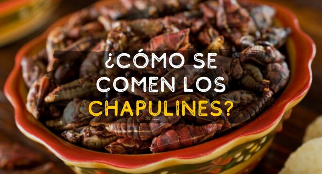 ¿Cómo se comen los chapulines?