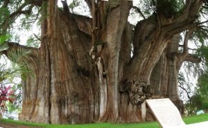 Arbol de Tule Oaxaca ¿Qué hacer en Oaxaca?