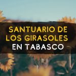 Santuario de los girasoles en Tabasco