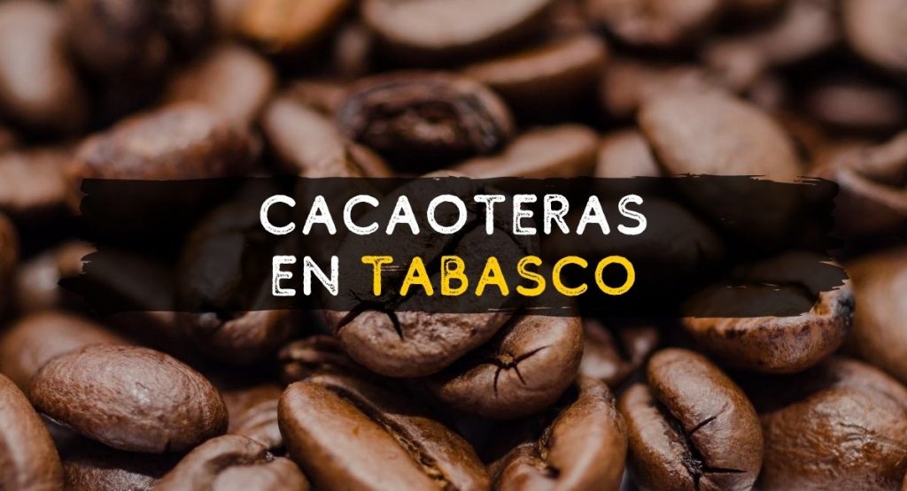 Cacaoteras en Tabasco