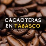 Cacaoteras en Tabasco